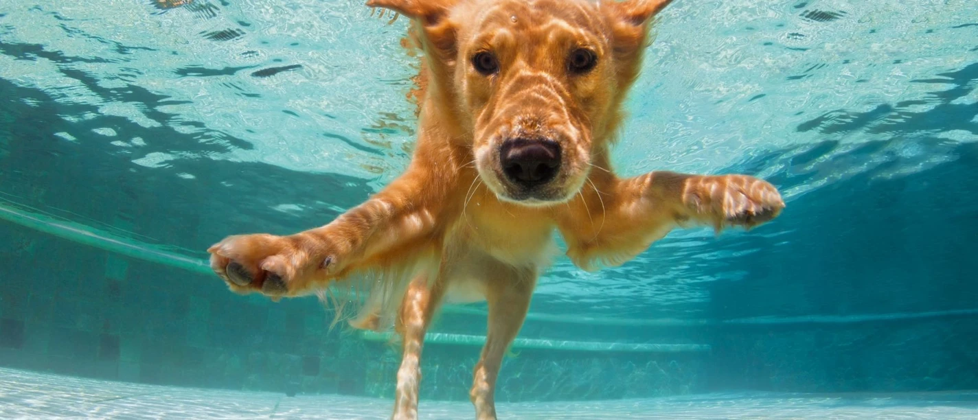 hundeschwimmen-hund.jpg