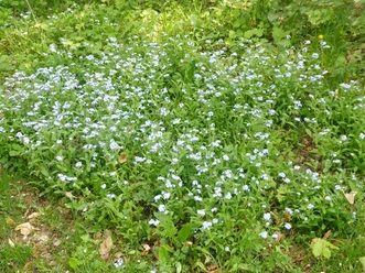 Vergissmeinnicht-Blüten breiten sich im grünen Gras eines schattigen Waldbodens aus.