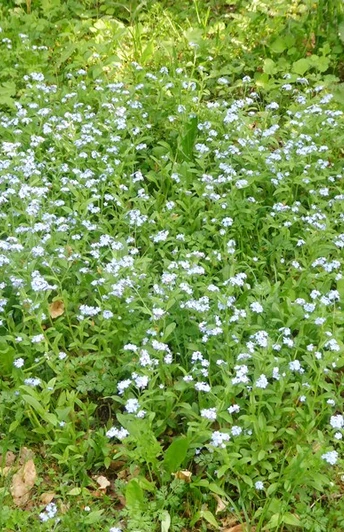 Vergissmeinnicht-Blüten breiten sich im grünen Gras eines schattigen Waldbodens aus.