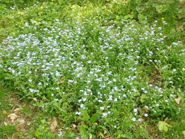 Vergissmeinnicht-Blüten breiten sich im grünen Gras eines schattigen Waldbodens aus.