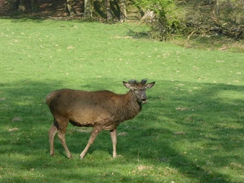 Wildgehege Ein junger Hirsch mit beginnenden Geweihspitzen steht allein auf einer grünen Wiese im Wildgehege.