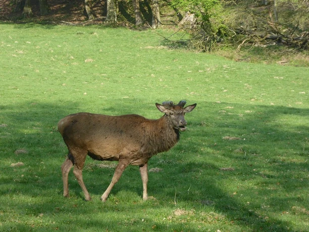 Wildgehege Ein junger Hirsch mit beginnenden Geweihspitzen steht allein auf einer grünen Wiese im Wildgehege.