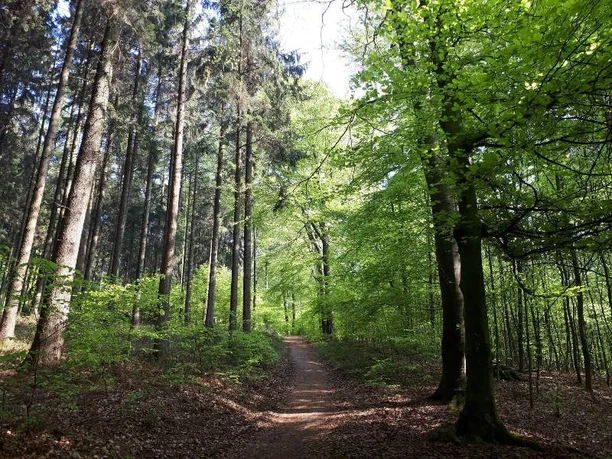 Ein einladender Waldpfad schlängelt sich durch einen dichten, grünen Laub- und Nadelbaumwald.