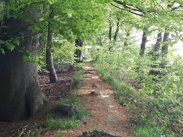 Ein schmaler Waldpfad führt durch einen frühlingshaften Laubwald mit üppigem grünen Blätterdach.