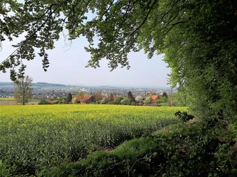 Weite Landschaft mit blühenden Feldern, Bäumen und einem entfernten Ausblick auf eine Kleinstadt.