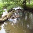 Ein umgefallener Baumstamm liegt im klaren Wasser eines schmalen Bachlaufs, umgeben von üppigem Grün.
