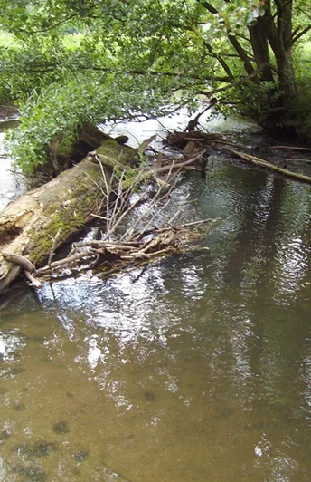 Ein umgefallener Baumstamm liegt im klaren Wasser eines schmalen Bachlaufs, umgeben von üppigem Grün.