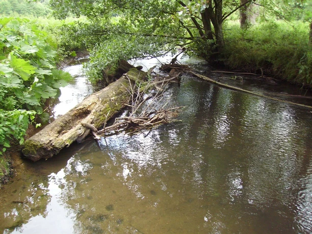 Kirchweg - Treibgut Ein umgefallener Baumstamm liegt im klaren Wasser eines schmalen Bachlaufs, umgeben von üppigem Grün.