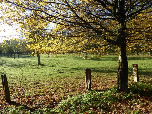 Herbstlicher Park mit grünem Rasen, nebligem Licht und einem Baum, der goldene Blätter trägt.