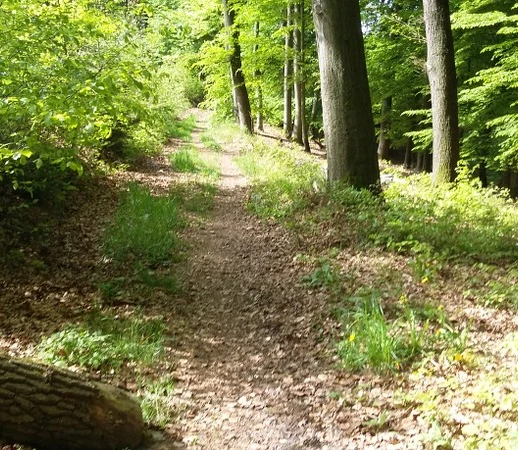Ein schmaler, von Bäumen gesäumter Wanderweg mit Laub am Boden in einem grünen Wald.