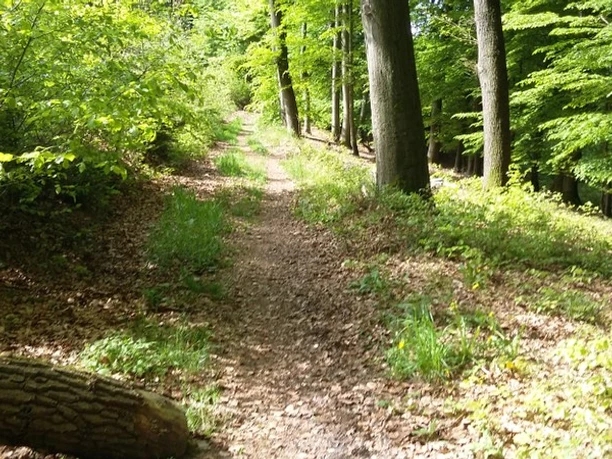 Ein schmaler, von Bäumen gesäumter Wanderweg mit Laub am Boden in einem grünen Wald.
