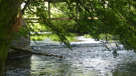 Lippe beim alten Wehr Flusslauf mit kleinem Wasserfall unter einer Brücke, umgeben von dichtem, grünem Laub.