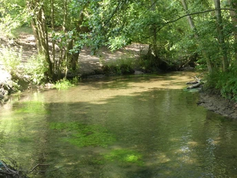 Die "wildromantische" Lippe Ein friedlicher, klarer Fluss schlängelt sich durch üppige grüne Wälder unter einem sonnigen Himmel.