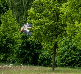 Ein Storch fliegt über eine grüne Wiese bei lichten Bäumen, im Hintergrund dichter Wald.