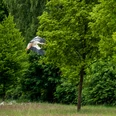 Ein Storch fliegt über eine grüne Wiese bei lichten Bäumen, im Hintergrund dichter Wald.