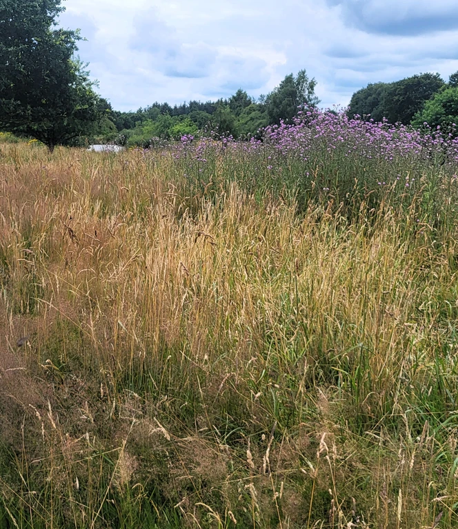 Wandern unter der neuen Dachmarke Emstal-Schleifen am Kapellenmoor in Niederlangen.jpg