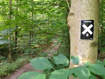 Markierungszeichen Hansaweg Baum im Wald mit rechteckigem Schild, weißes X und Nummer 9, markiert den Hansaweg-Wanderweg.