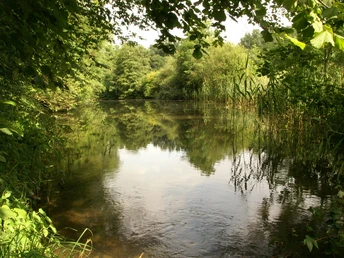 Der Rohrteich wirkt sehr naturbelassen Wasserfläche umgeben von dichtem Laub und Schilf, spiegelt grünen Wald unter bewölktem Himmel wider.