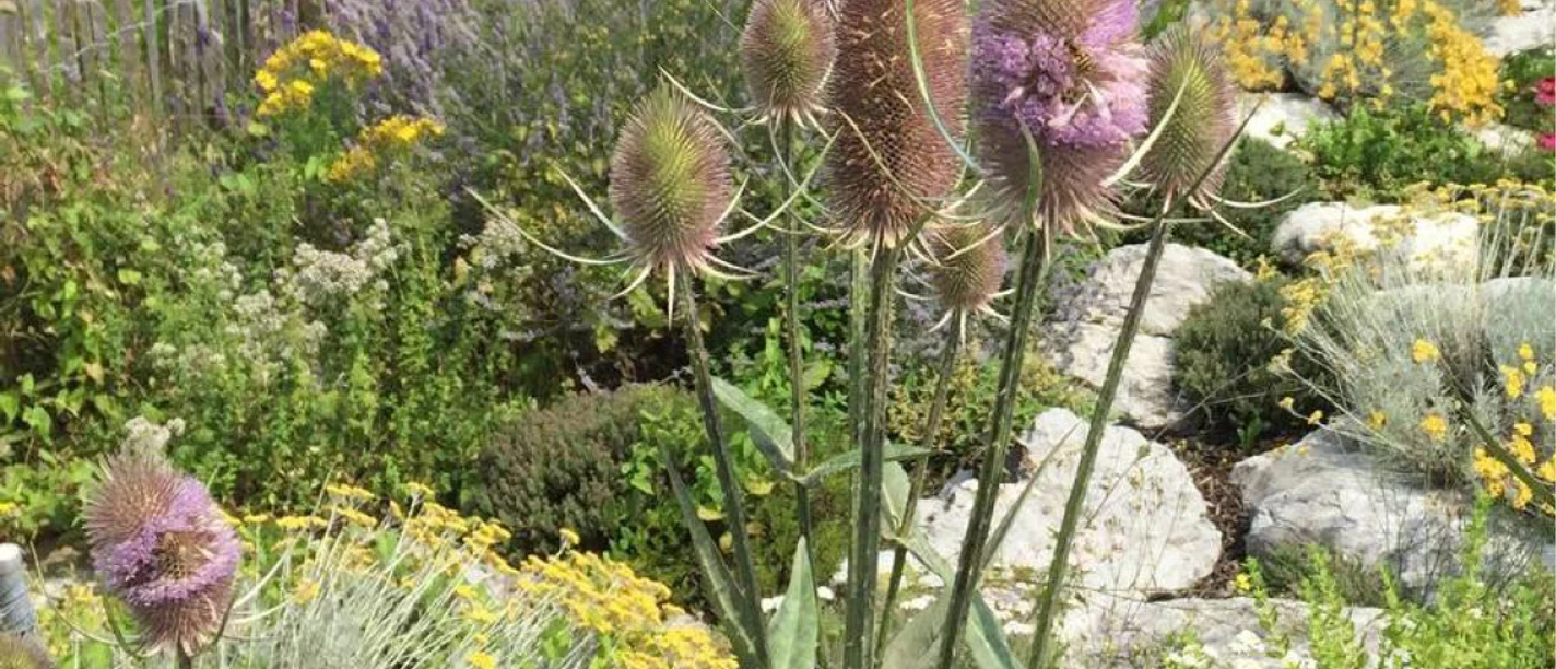 Apotheke Garten Apotheke Garten