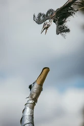 PeterUndDerWolf_KuBa-4web.jpg