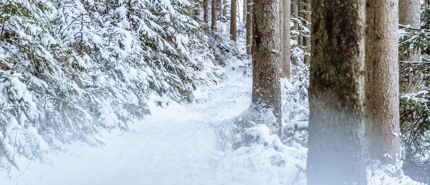 Verschneiter Wald in Baiersbronn Verschneiter Wald in Baiersbronn