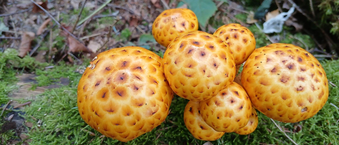 Pilz a