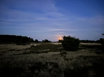 Orangefarbener Vollmond über weiter Heide mit Wacholderbüschen in der Dämmerung.