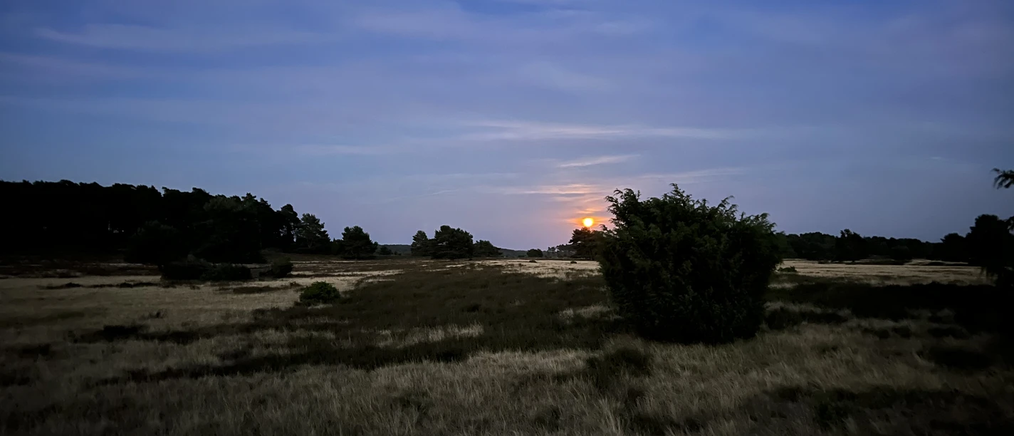 Orangefarbener Vollmond über weiter Heide mit Wacholderbüschen in der Dämmerung.