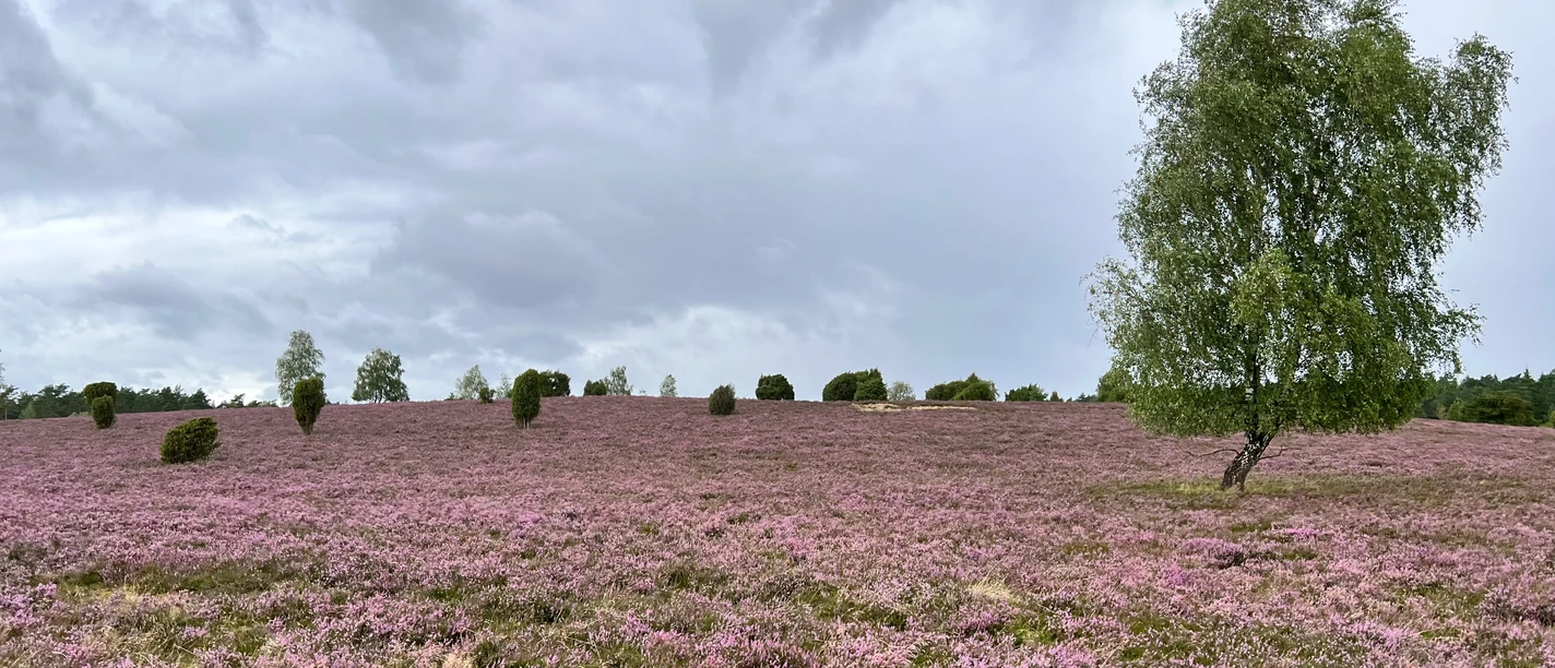 Blühende Heidefläche mit Birken unter wolkenreichem Himmel.