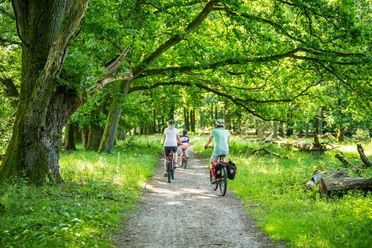 Familie radelt im Sommer auf einem Waldweg unter alten, grünen Bäumen.