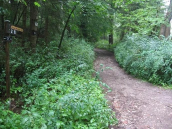 Wanderweg 11 Ludwig Altenbernd Weg Waldweg mit grüner Vegetation und richtungsweisendem Schild, führt durch einen dichten Laubwald.