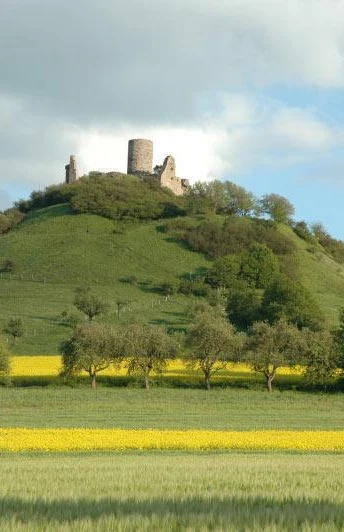 Warburg Desenberg Die Ruine Desenberg thront auf einem grünen Hügel, umgeben von blühenden Rapsfeldern und Bäumen.