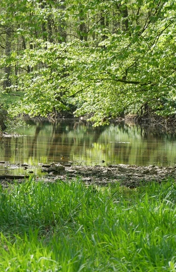 Ein sanft fließender Bach, umgeben von üppigem Grün und Bäumen, die sich im Wasser spiegeln.
