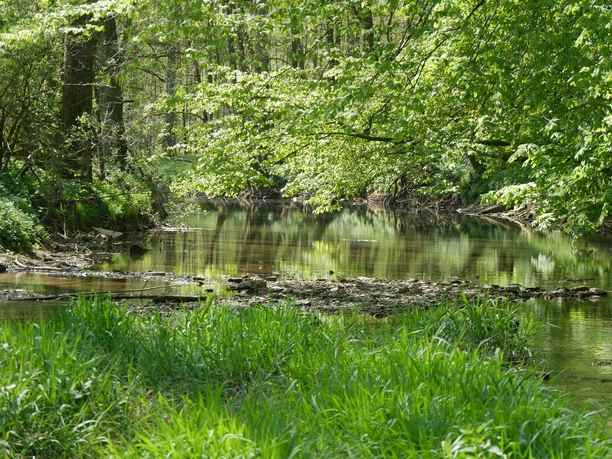 Nethe bei Schloss Rheder Ein sanft fließender Bach, umgeben von üppigem Grün und Bäumen, die sich im Wasser spiegeln.