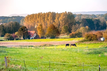 Malerische Landschaft bei Borgholzhausen Eine idyllische Landschaft mit zwei Pferden auf einer grünen Weide, im Hintergrund bunte Herbstbäume.