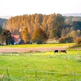 Malerische Landschaft bei Borgholzhausen Eine idyllische Landschaft mit zwei Pferden auf einer grünen Weide, im Hintergrund bunte Herbstbäume.