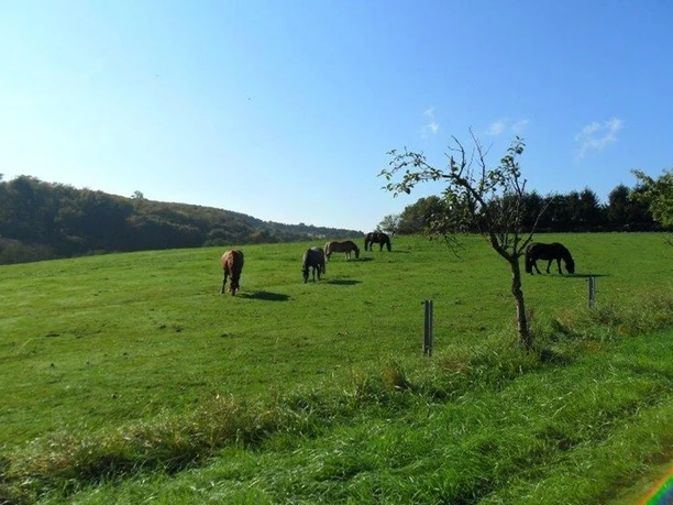 Pferdeweide Pferdeweide