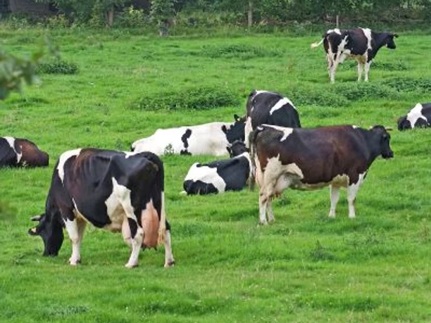 Kühe auf Wiese Kühe grasen friedlich auf einer saftig grünen Wiese, umgeben von üppigen Bäumen im Hintergrund.