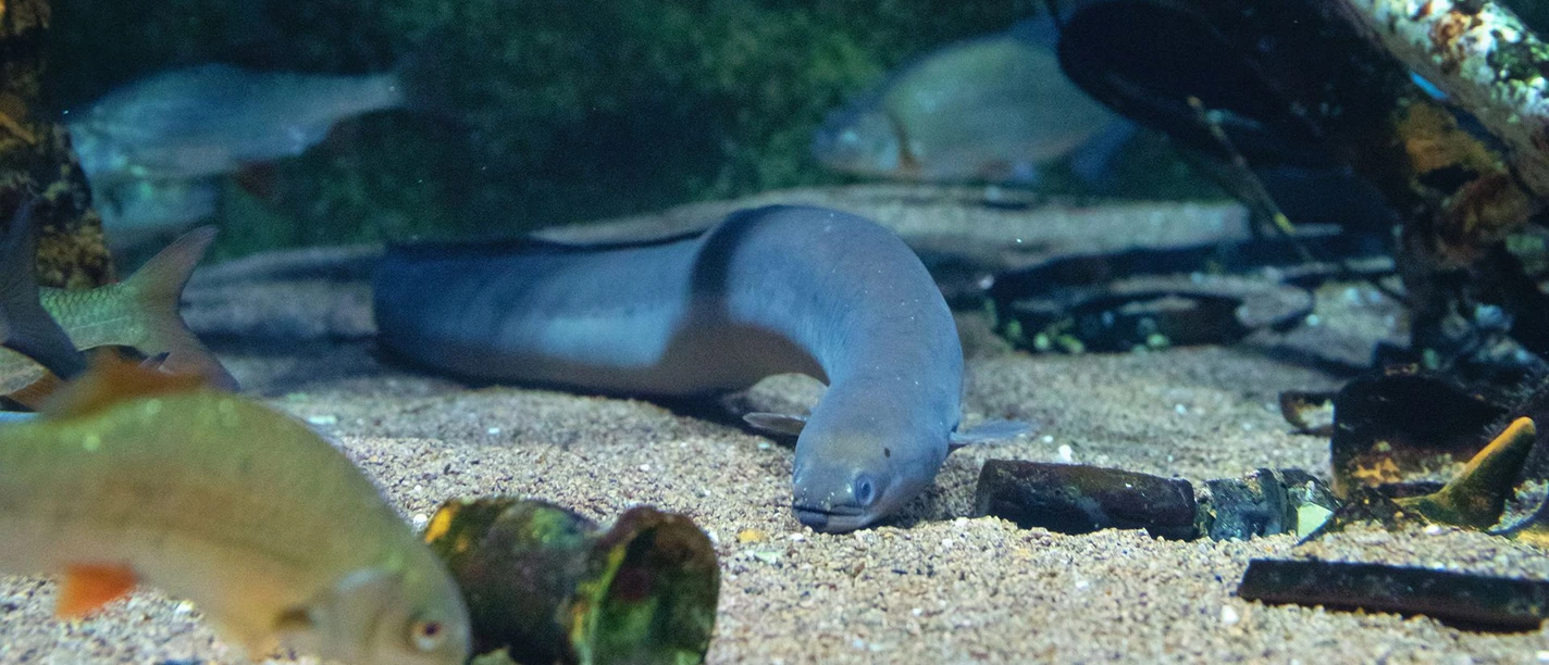 csm_02_OZEANEUM_Aal_Stralsunder_Hafenbecken_Foto_Anke_Neumeister_DMM_d527a8c21c