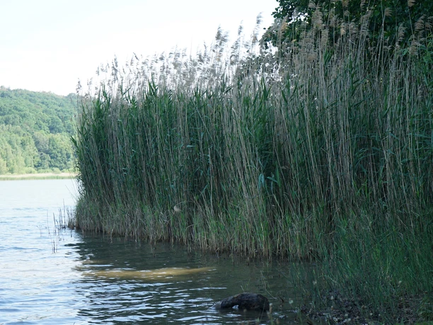 noerdliches-harzvorland-salzgitter-reihersee6-beate-ziehres.jpg noerdliches-harzvorland-salzgitter-reihersee6-beate-ziehres.jpg