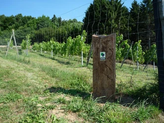 Corveyer Weingarten mit Markierungssteele Weingarten mit Markierungssteele, umgeben von einem Drahtzaun, darunter grünes Gras und blauem Himmel im Hintergrund.