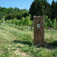 Corveyer Weingarten mit Markierungssteele Weingarten mit Markierungssteele, umgeben von einem Drahtzaun, darunter grünes Gras und blauem Himmel im Hintergrund.