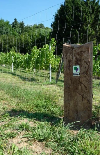 Corveyer Weingarten mit Markierungssteele Weingarten mit Markierungssteele, umgeben von einem Drahtzaun, darunter grünes Gras und blauem Himmel im Hintergrund.
