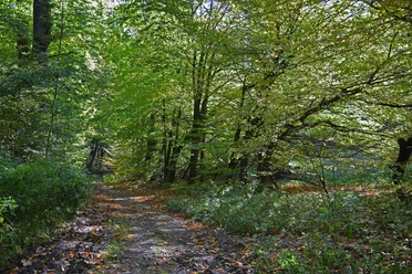 Waldweg