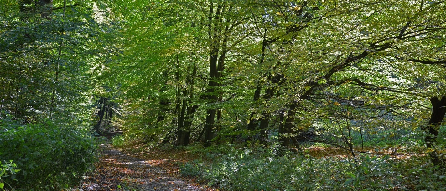 Waldweg