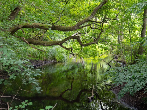 Gewässer mit dichtem Wald im Hellbachtal.