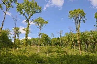 Schöne Lichtung im Wald