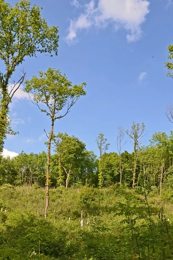 Schöne Lichtung im Wald