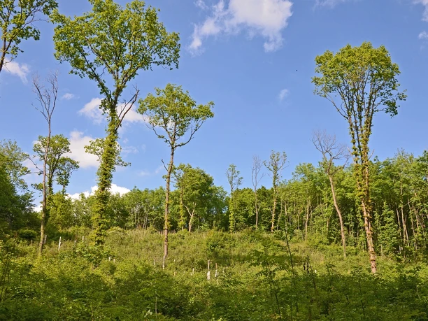 Schöne Lichtung im Wald