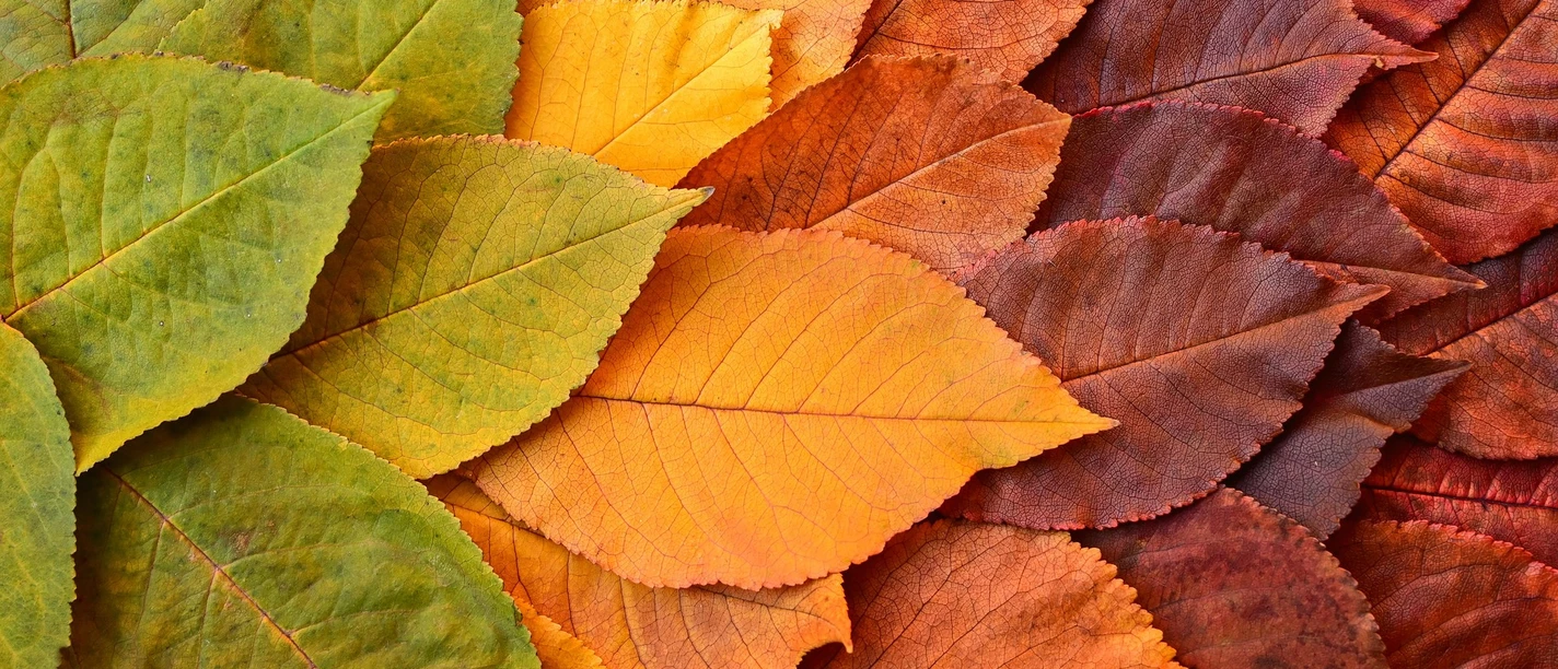 Herbstlaub in verschiedenen Farben